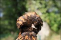 poule BEATTLE   louis F
